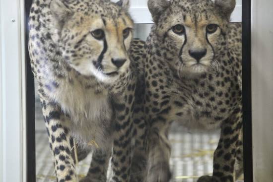 Mazda podprla naselitev gepardov v Živalski vrt Ljubljana