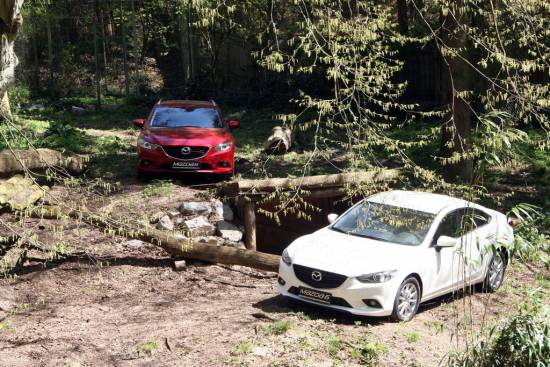 Mazda podprla naselitev gepardov v Živalski vrt Ljubljana