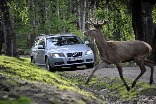 Volvo razvija sistem za preprečevanje trka z živalmi